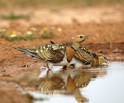 Complejo lagunar de Pedro Muñoz. Fotografía extraída de la web: www.turismocastillalamancha.es
